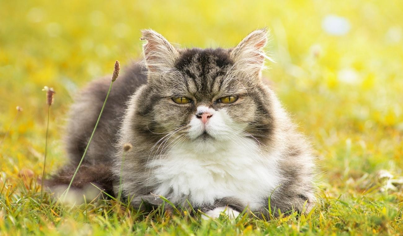 Cuándo comienza la VEJEZ de un GATO y cómo cuidarlo