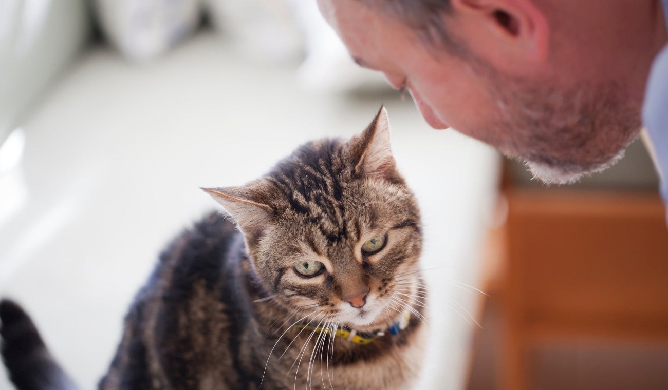 Cuándo comienza la vejez de un gato y cómo cuidarlo en esta etapa