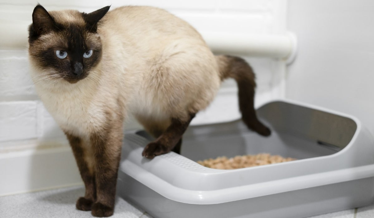 El drama de los gatos con la arena: ¿por qué se enfadan al cambiarla?