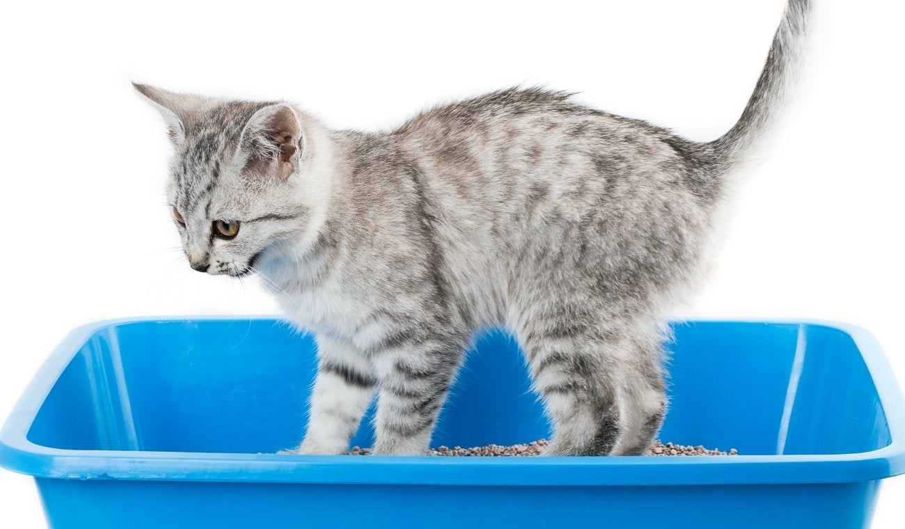 GATOS y su ARENA: por qué se molestan al cambiar de marca