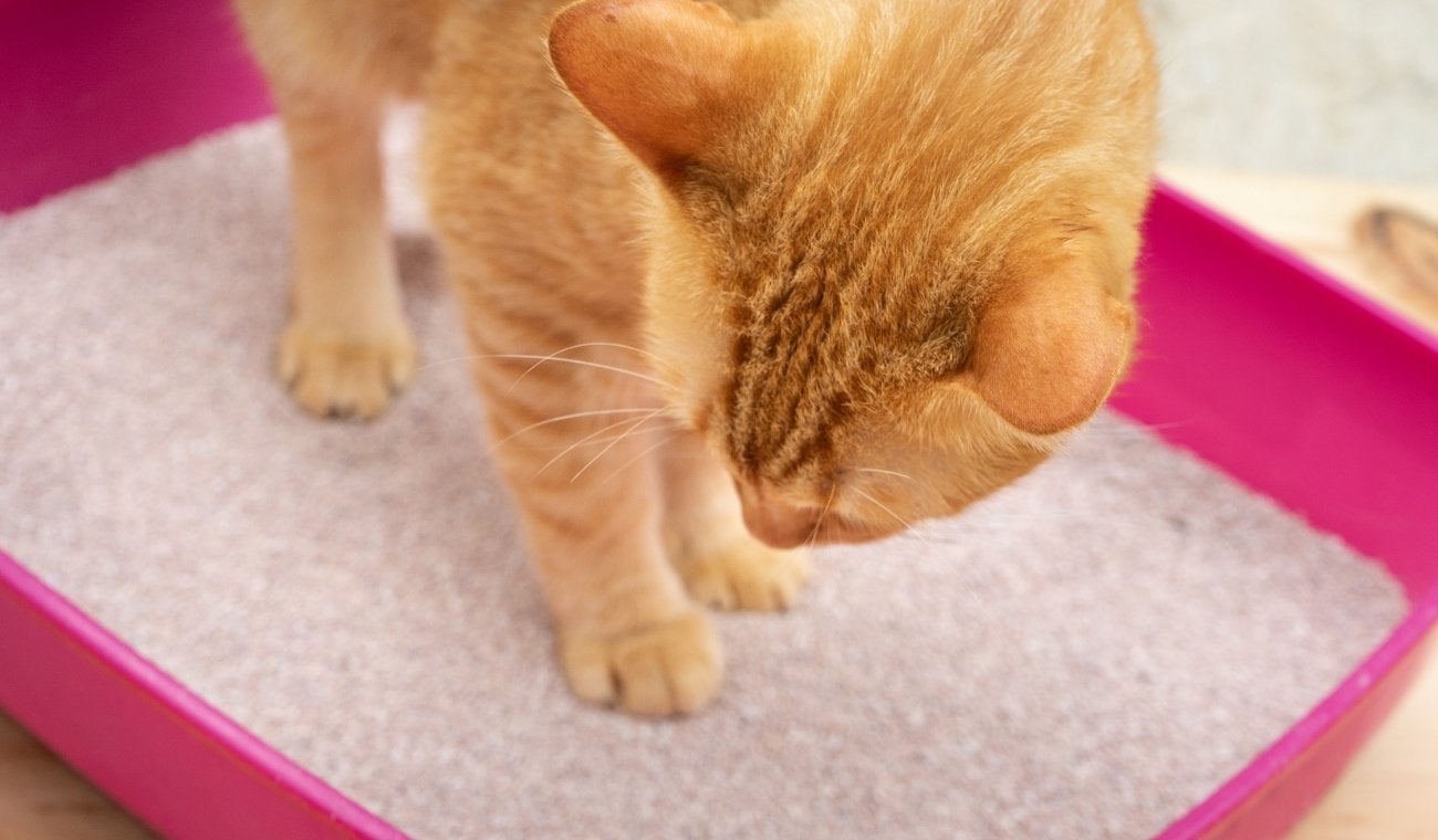 El drama de los gatos con la arena: ¿por qué se enfadan al cambiarla?