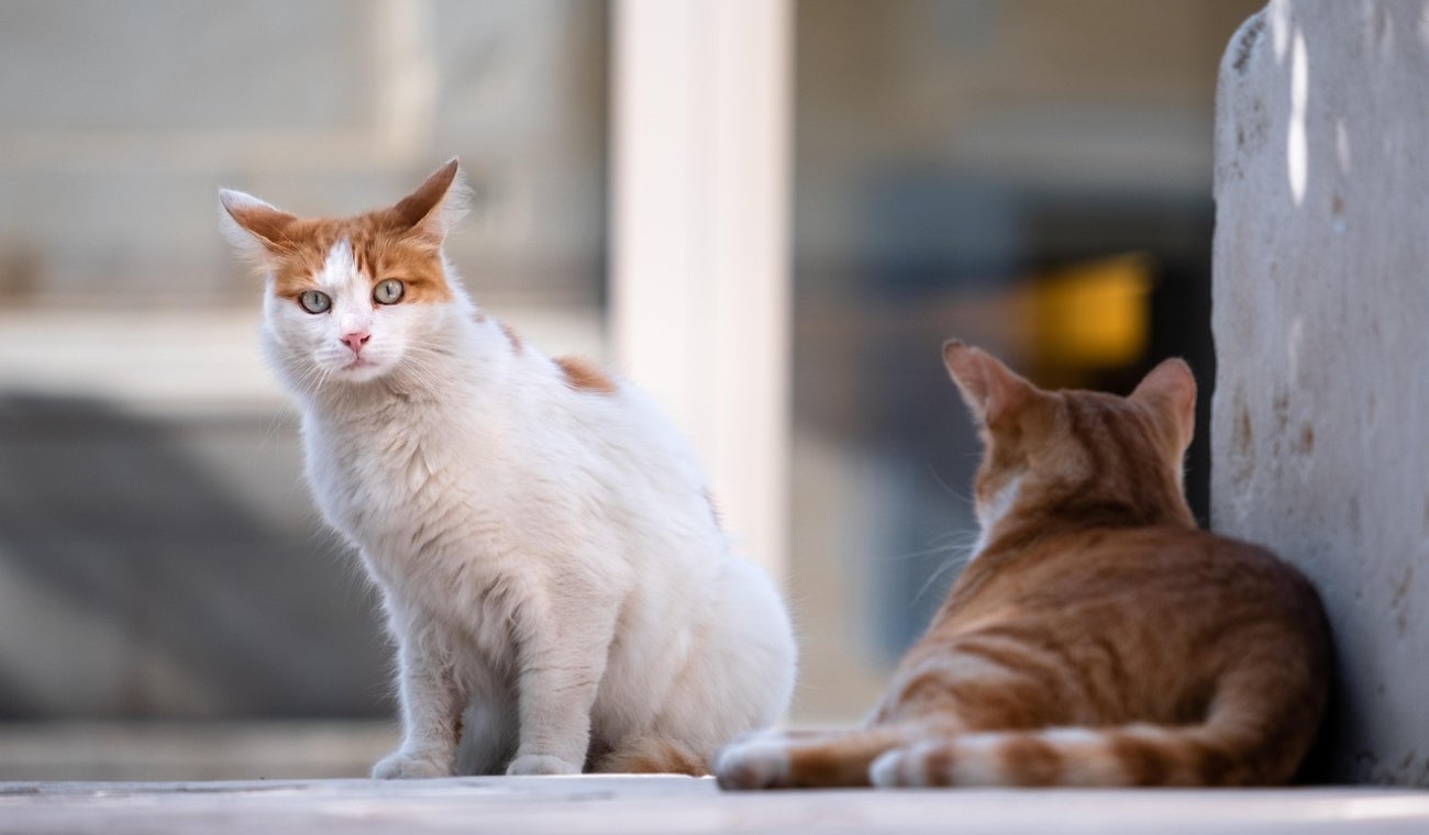 MULTA por dejar salir a un GATO en ZONAS COMUNES de edificio