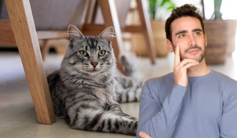 Gatos en conjunto