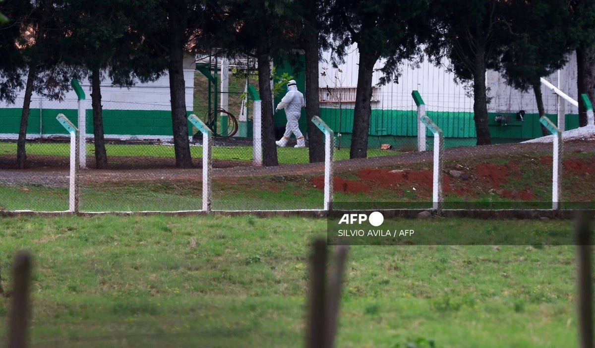 Gripe aviar Brasil
