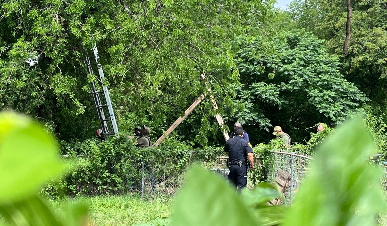 Inmigrante en árbol