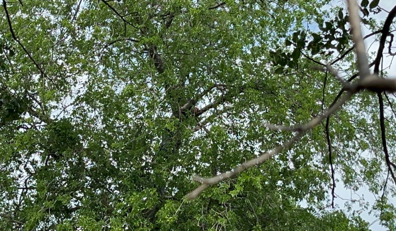 Pasó 8 horas en un árbol para huir de Migración en EE.UU