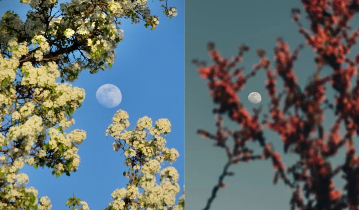 Luna de Flores en Colombia