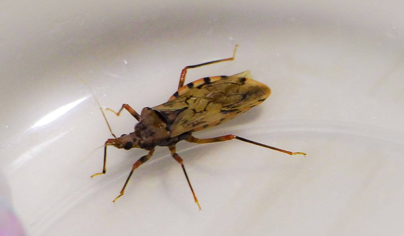 Mal de chagas