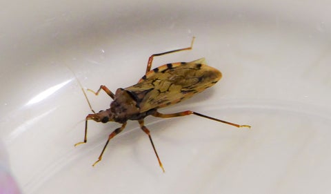 Mal de chagas