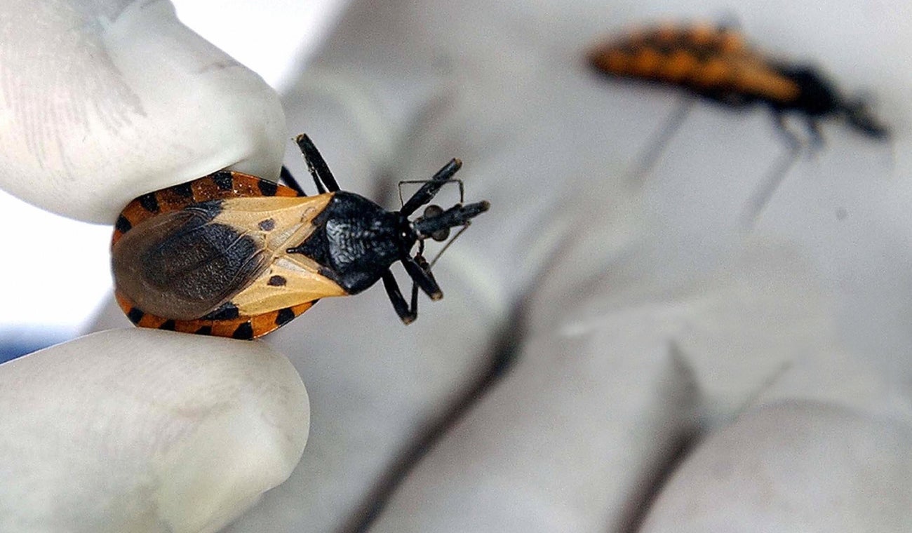 Mal de chagas