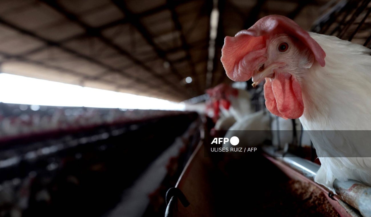 GRIPE AVIAR EN BRASIL afectaría precio del POLLO COLOMBIANO