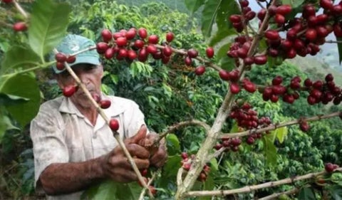 Producción de café