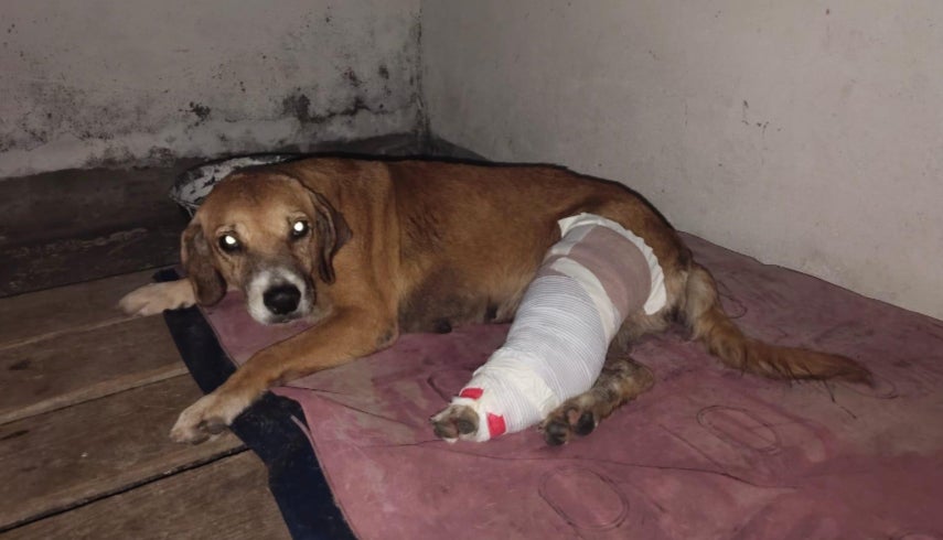 Perrito víctima en Cundinamarca