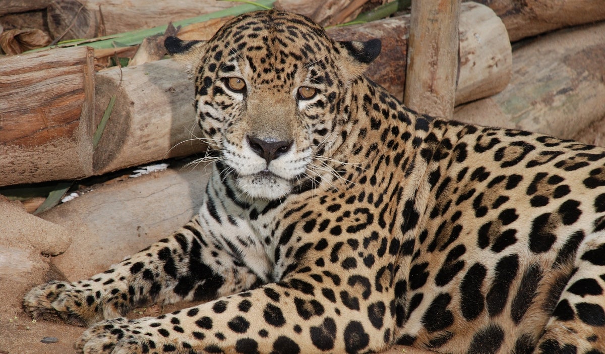 Jaguar