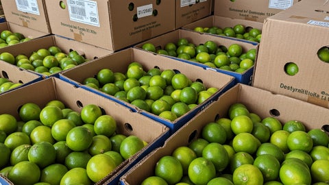 Limón tahití