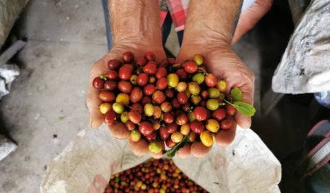 Producción de café
