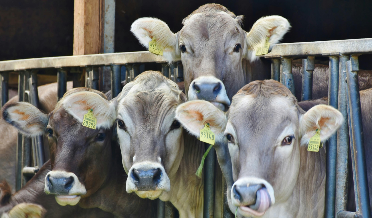 Colombia recibe aprobación para exportar colágeno y gelatina bovina a Corea, fortaleciendo presencia en Asia
