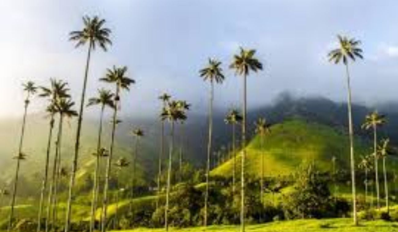 Valle del Cocora