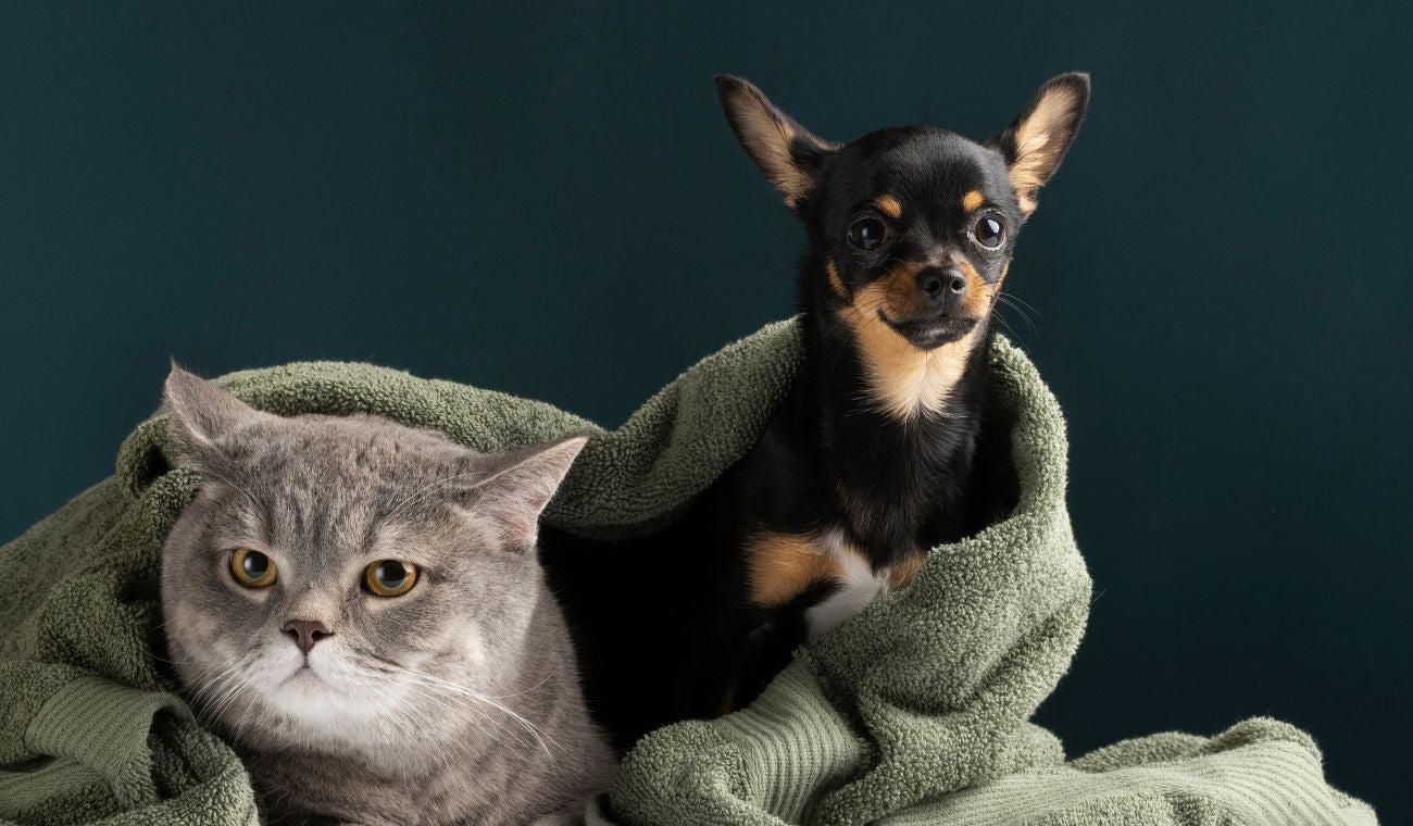 Animales están protegidos por ley en Colombia