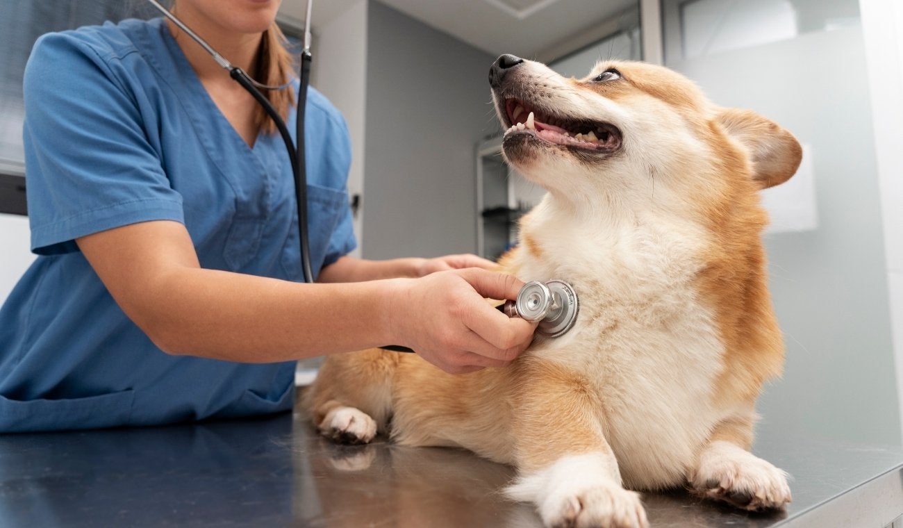 BECAS disponibles para ESTUDIAR VETERINARIA en 2025
