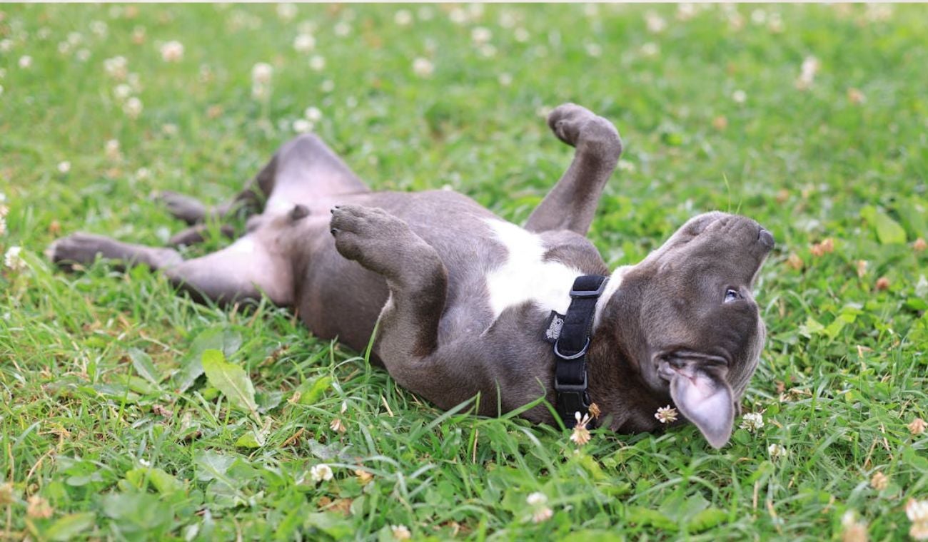 Dueños de PERROS, atentos a nueva ley en Colombia y multas