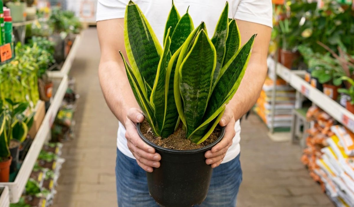 Feng Shui: este es el mejor lugar para colocar la lengua de suegra y armonizar la energía de su hogar