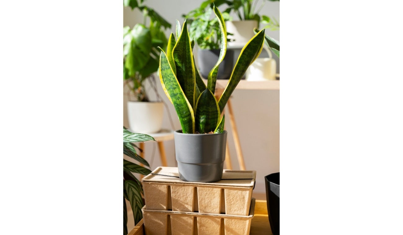 Feng Shui: este es el mejor lugar para colocar la lengua de suegra y armonizar la energía de su hogar