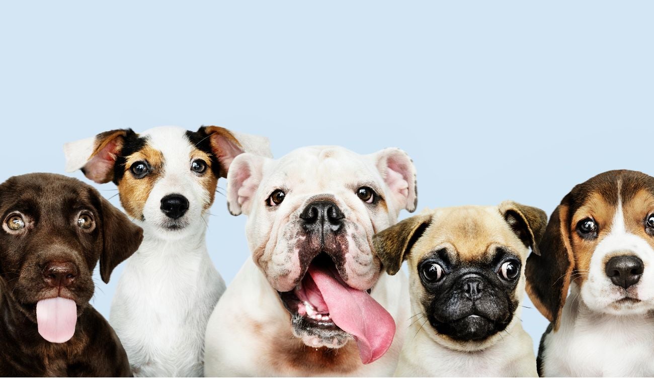 ¿Qué ANIMALES ahora hacen parte del núcleo FAMILIAR?