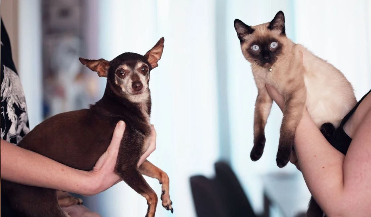 Mascotas con familia