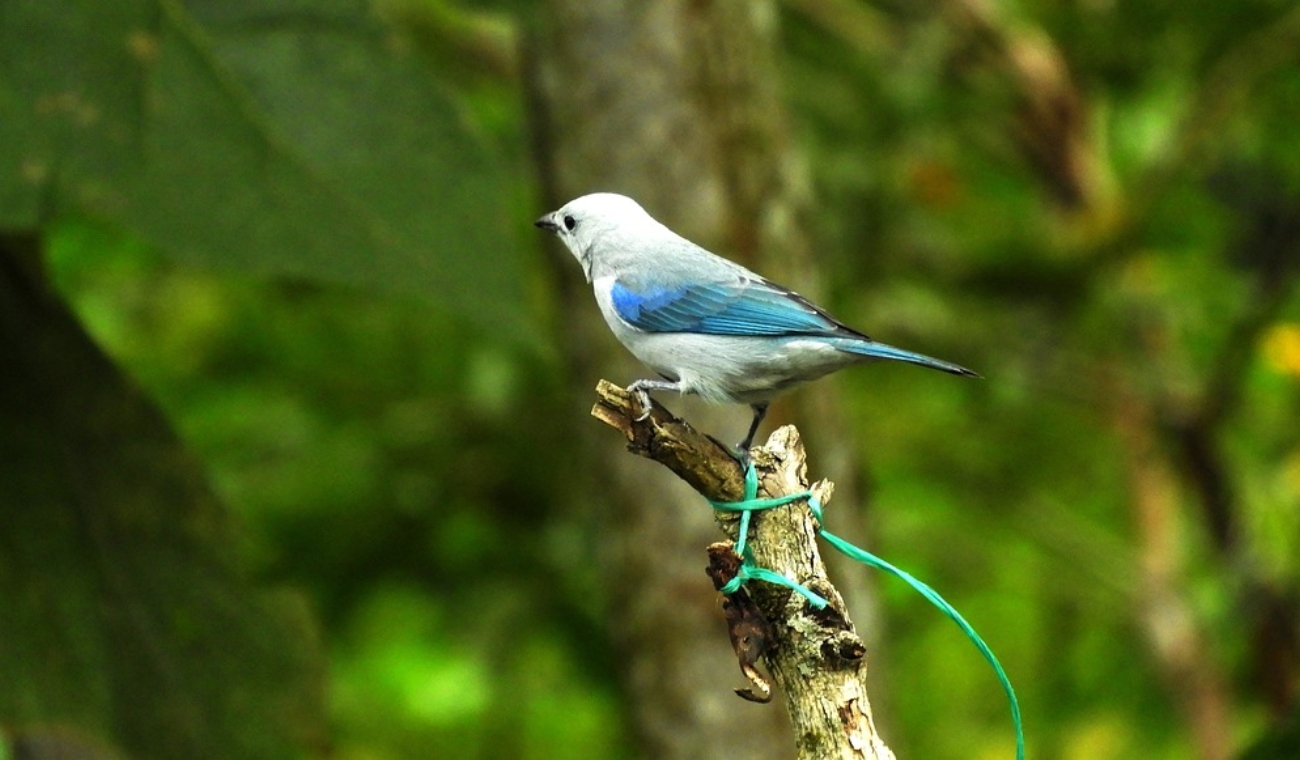 Pajarito