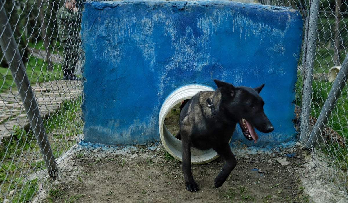 Perro