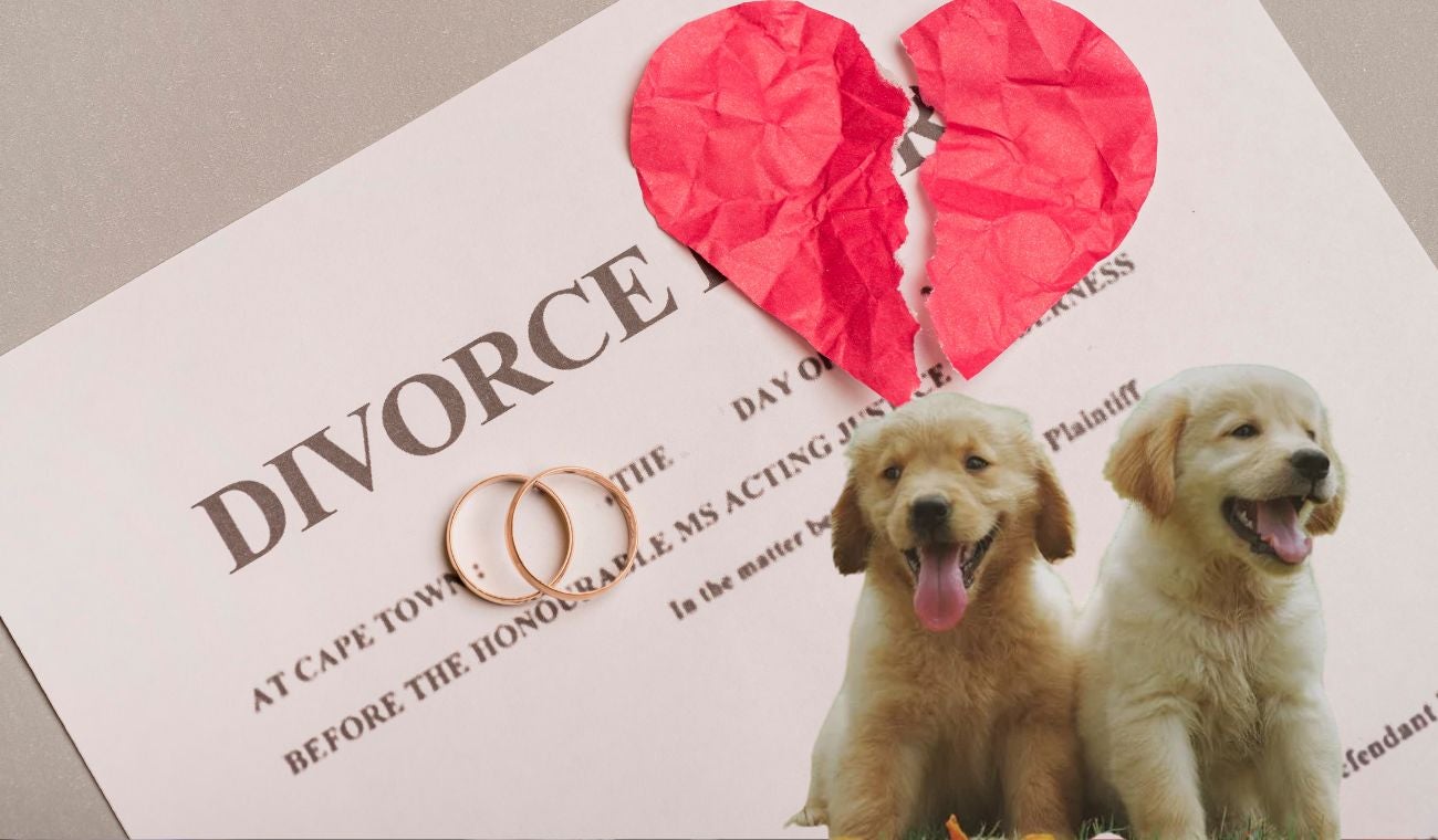 Quién se queda con la mascota en un divorcio