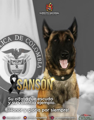 Sansón, el héroe de cuatro patas que salvó a 36 soldados, murió tras cumplir su última misión
