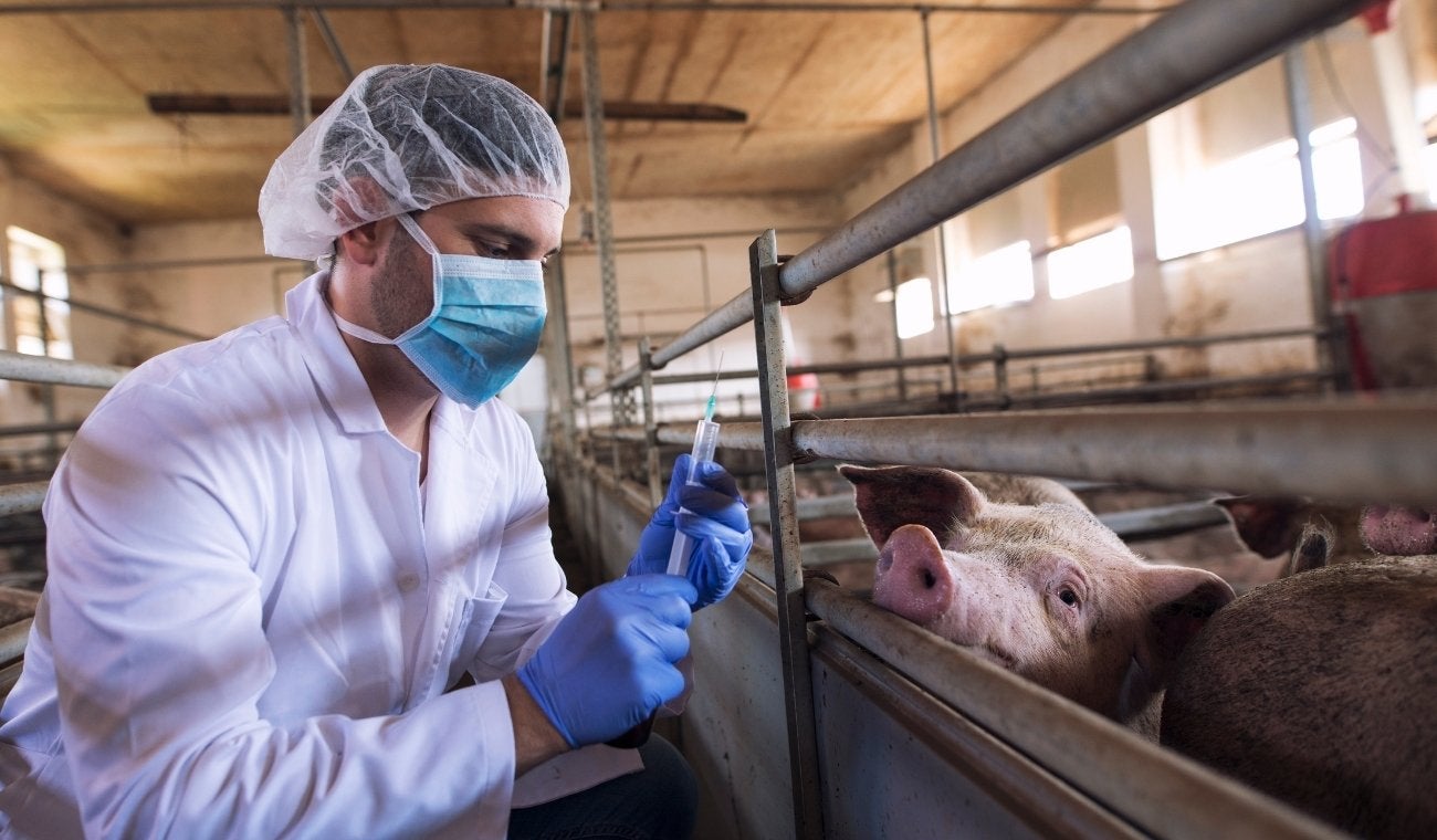 veterinaria