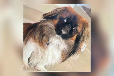 Maxi el perrito que falleció en el maletero de un bus con destino a Medellín