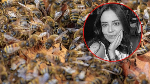 geóloga muere tras brutal ataque de abejas en zona rural de ortega