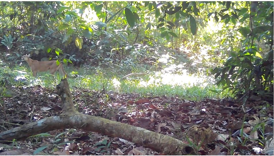 Liberan 10.000 animales silvestres en operación ambiental