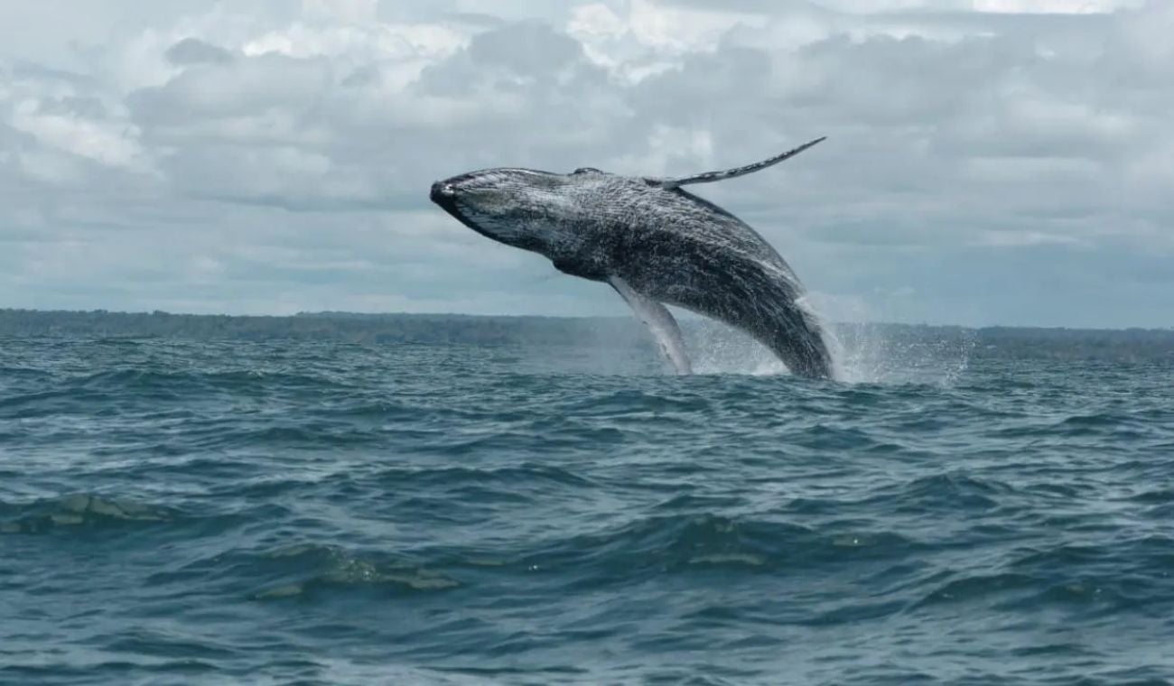 Avistamiento de ballenas en Colombia