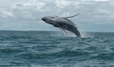 Avistamiento de ballenas en Colombia