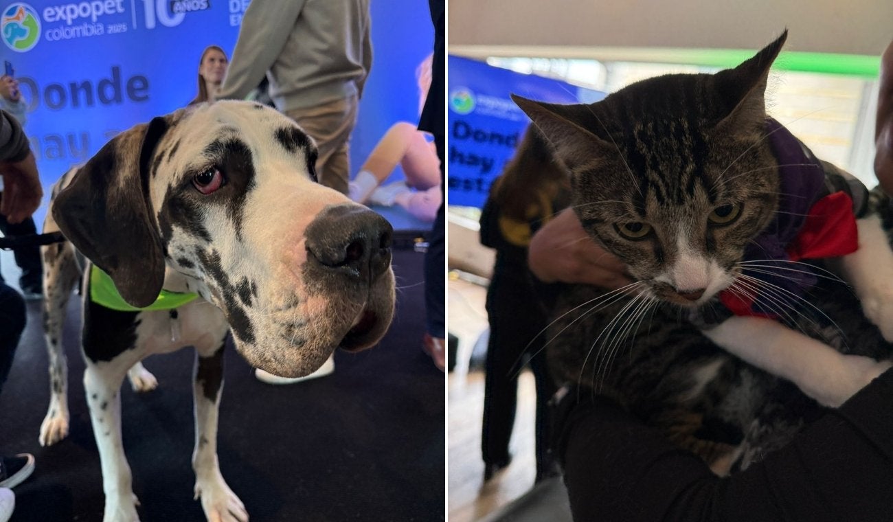 BOGOTÁ estrenará BANCO de SANGRE para MASCOTAS: así funciona