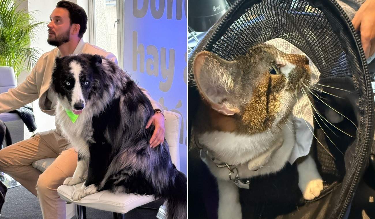 Bogotá tendrá banco de sangre para mascotas