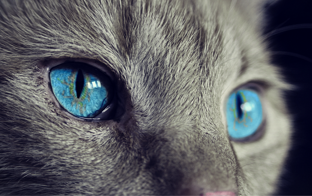 Día del gato