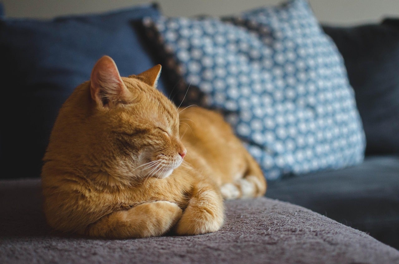 Día del gato: ¿Es cierto que no son seres sociales?