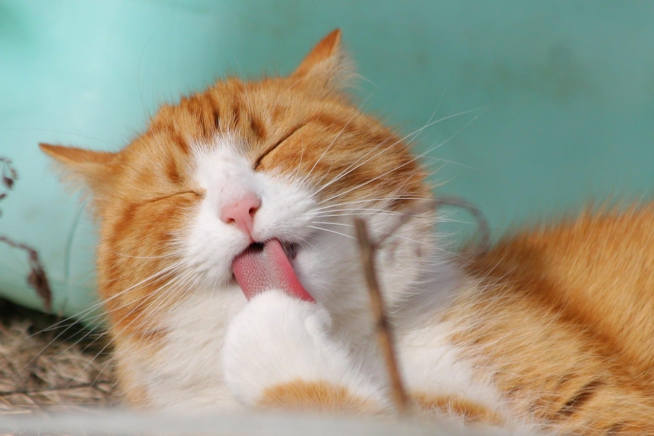 Día del gato