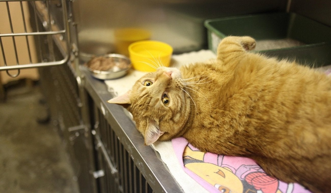 Enfermedad RENAL en GATOS: causas y cómo prevenirla