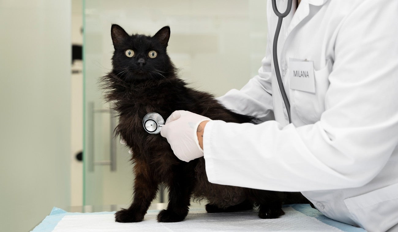 enfermedad renal crónica en gatos