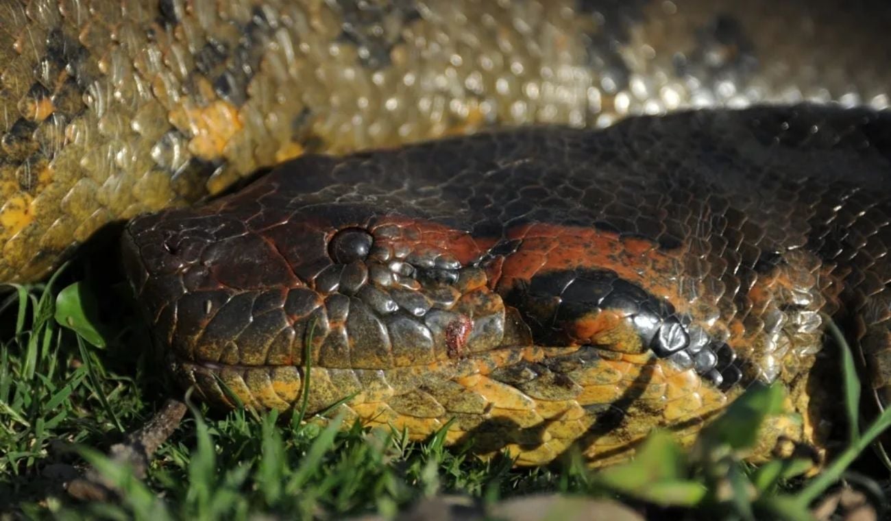DESCUBREN una ANACONDA nunca antes vista: pesa 200 kilos