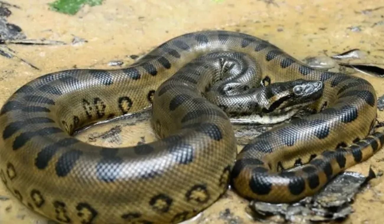 Hallan la anaconda más grande de la historia en el Amazonas