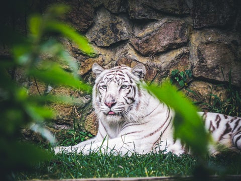 El Zoológico de Cali enfatizó que nunca se había presentado este comportamiento agresivo.