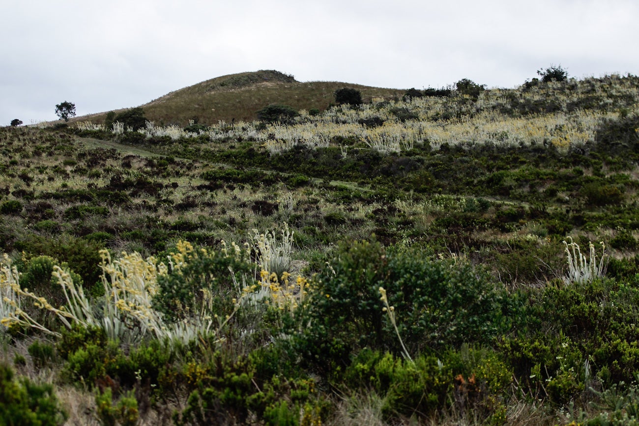 Frailejones Sumapaz 
